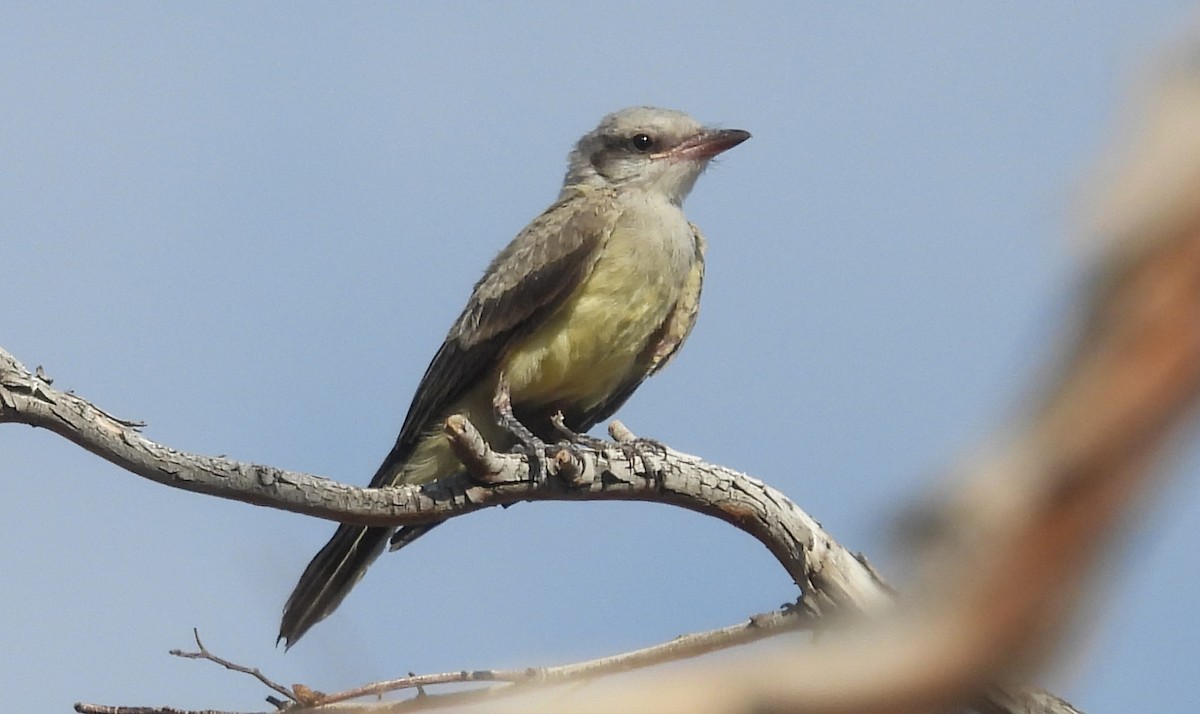 Тиран західний - ML621479069