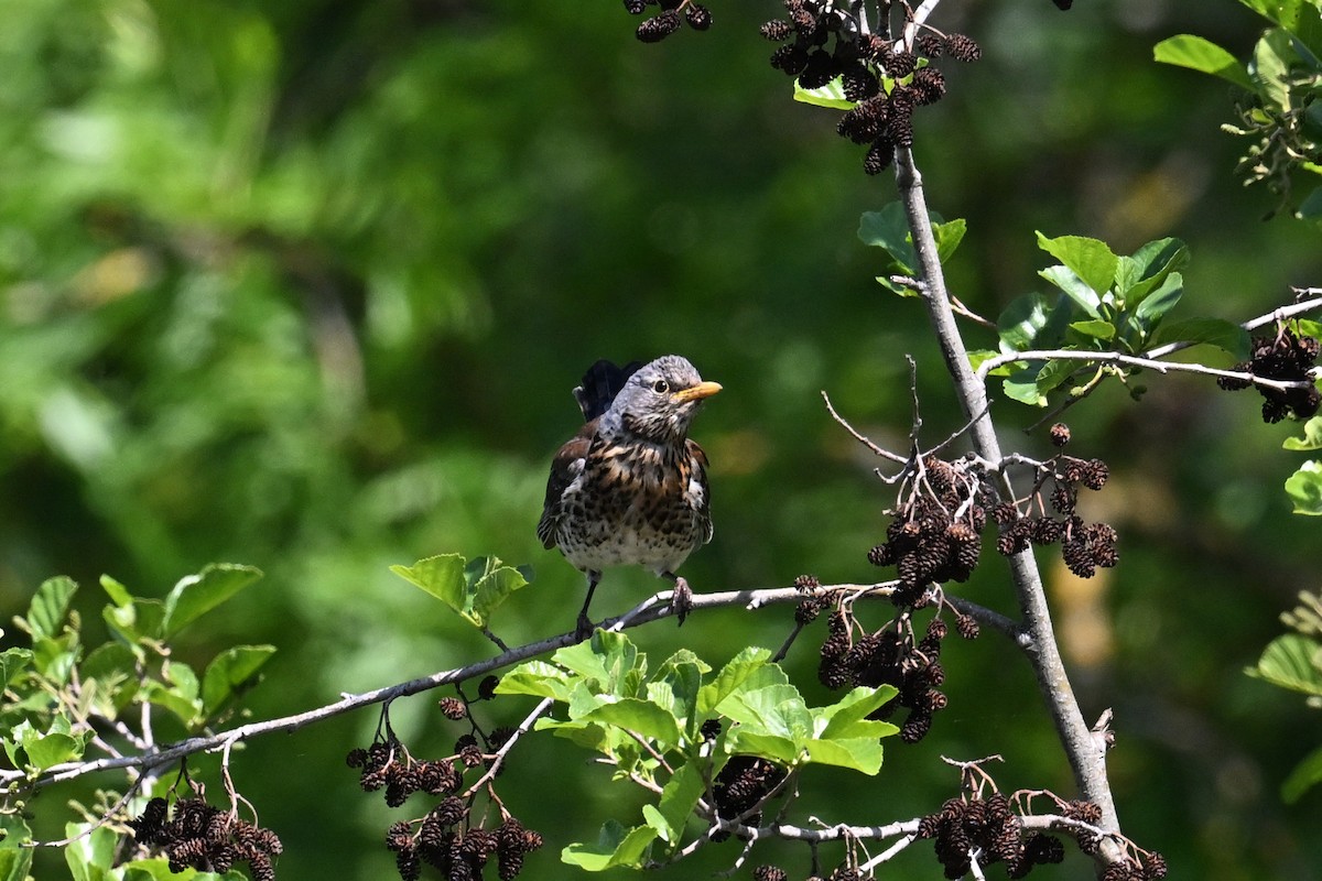 Fieldfare - ML621479149