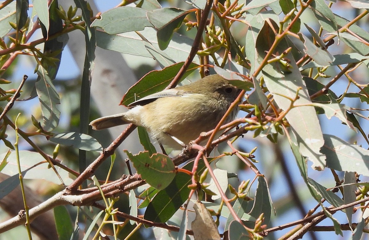 Brown Thornbill - ML621479192