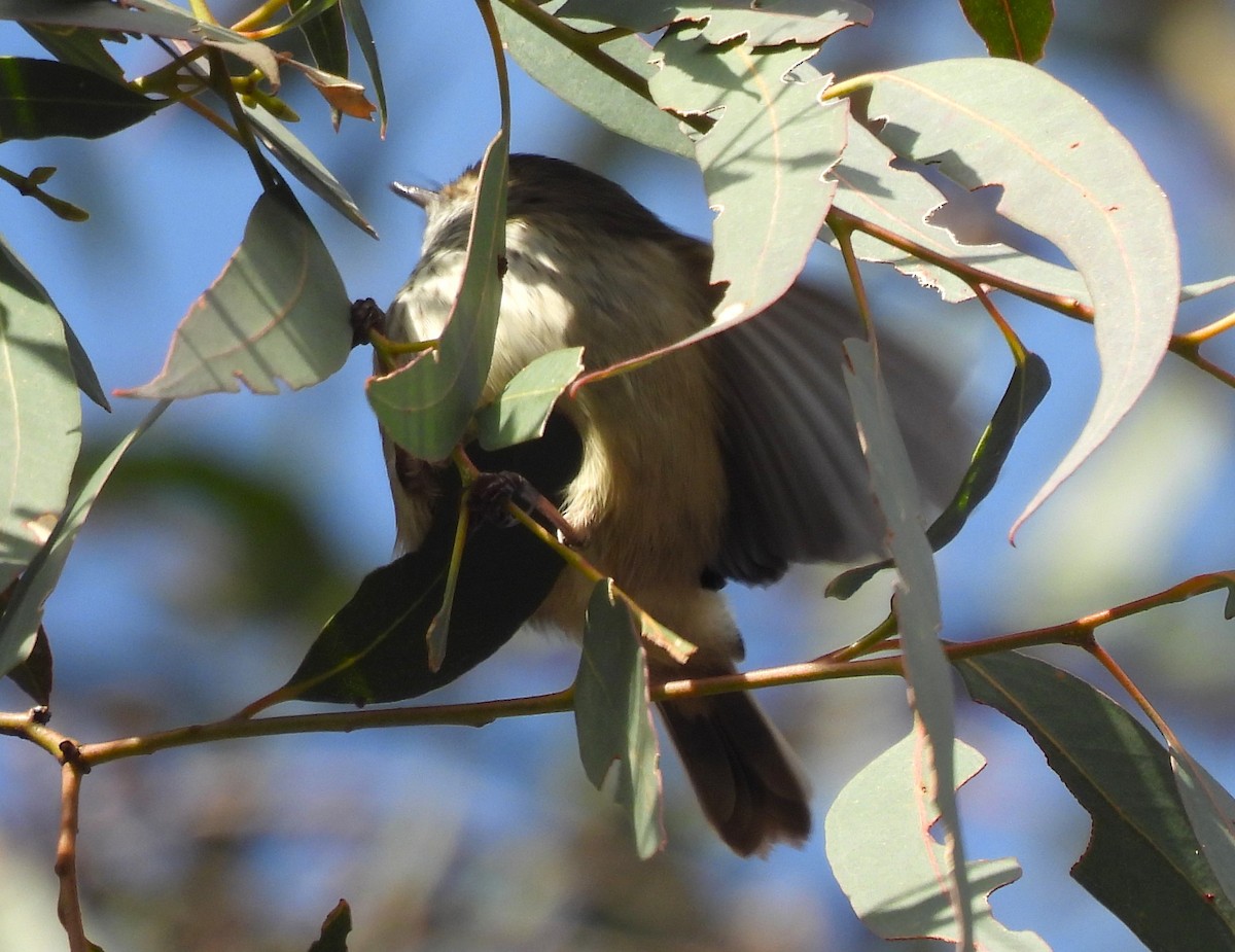 Brown Thornbill - ML621479198