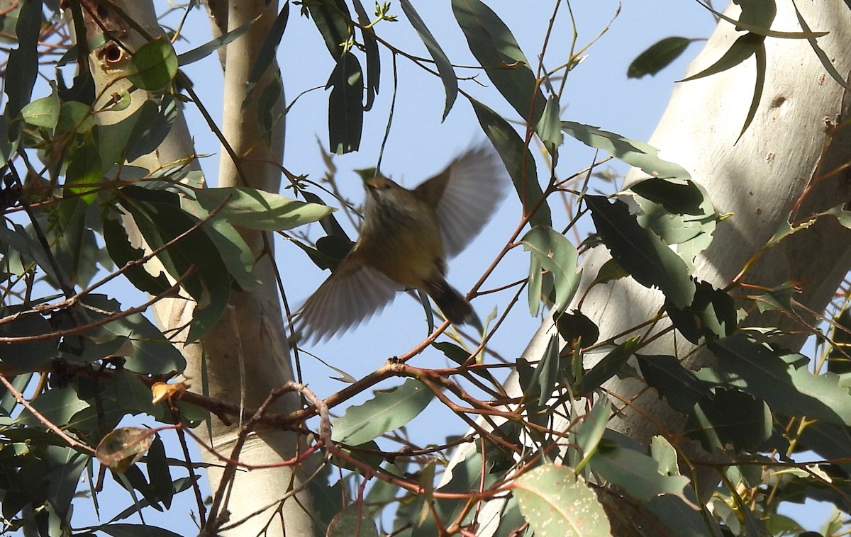 Brown Thornbill - ML621479199