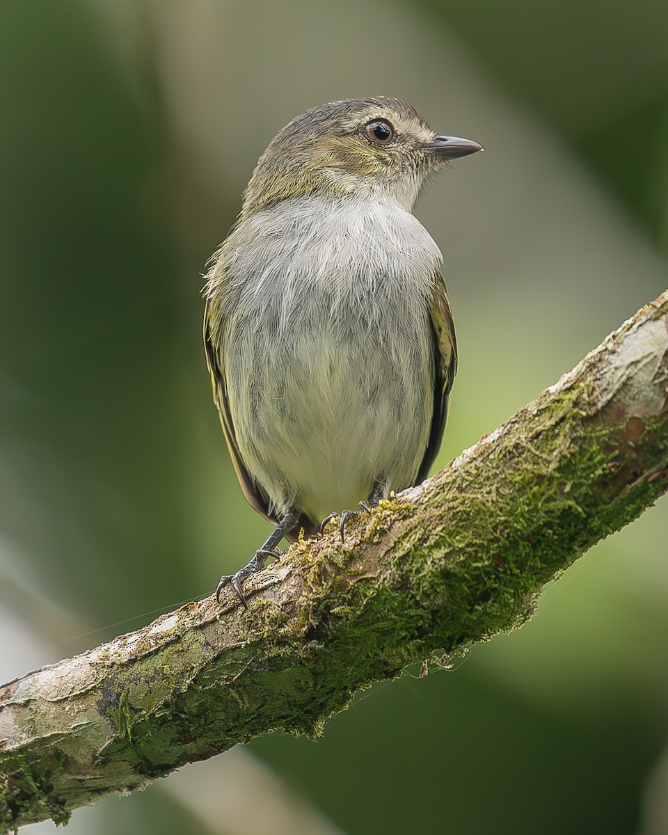 Mistletoe Tyrannulet - ML621479296