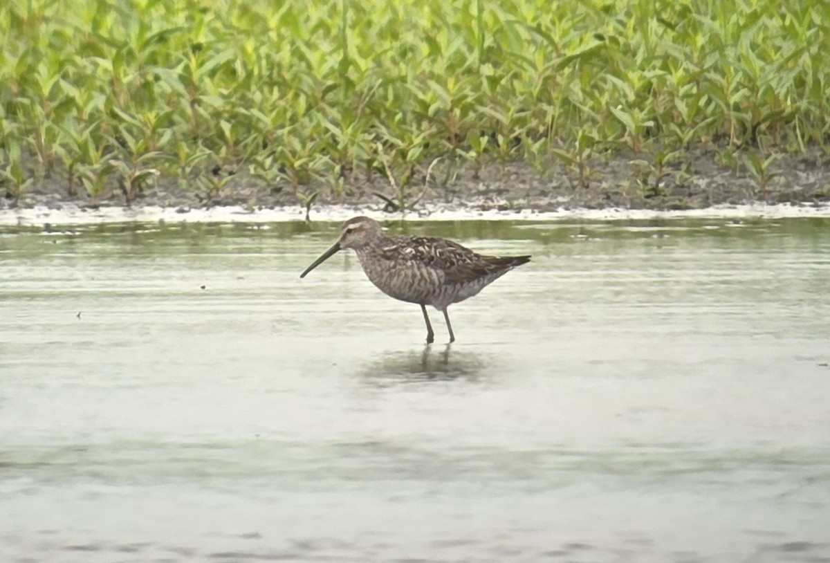 Stilt Sandpiper - ML621479371