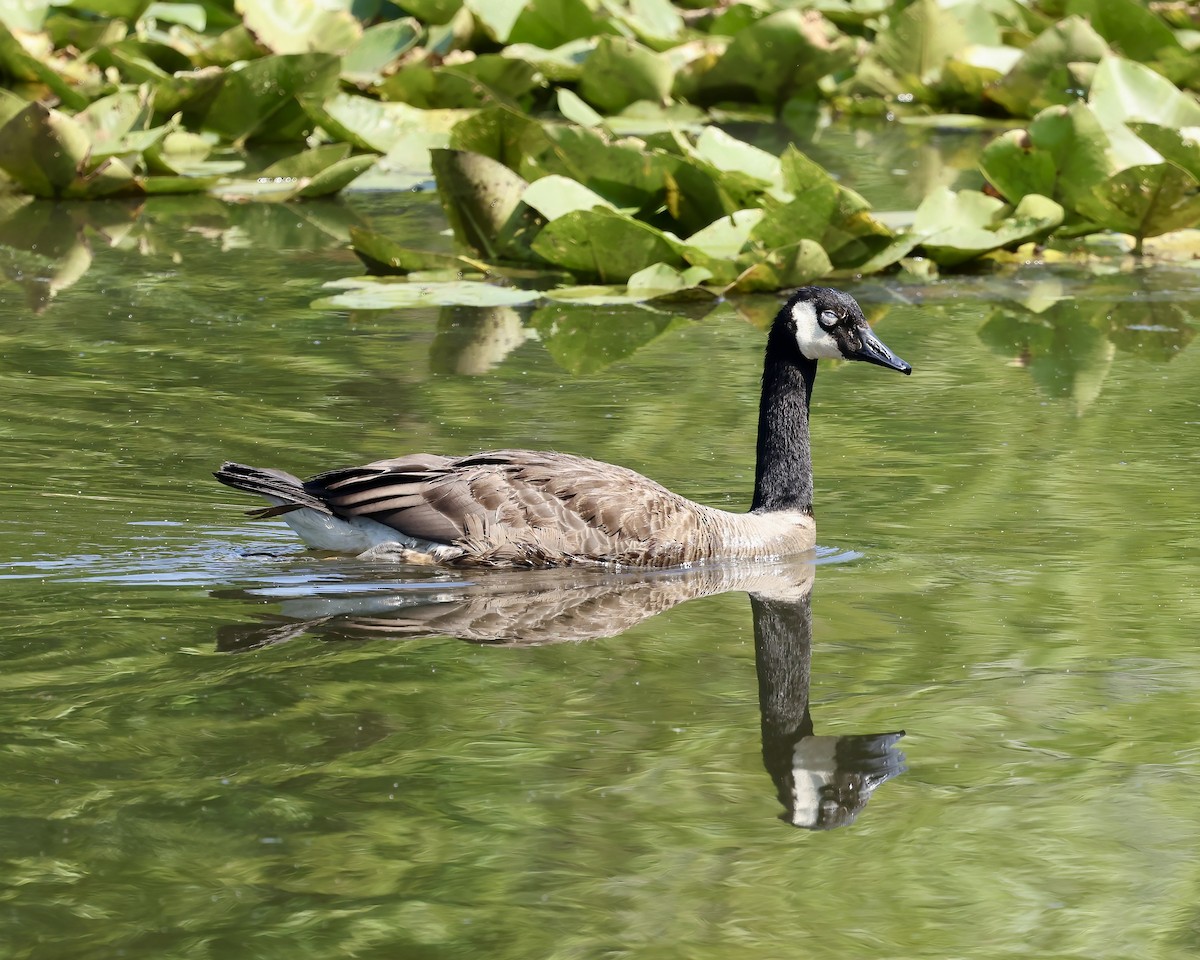 Canada Goose - ML621479390