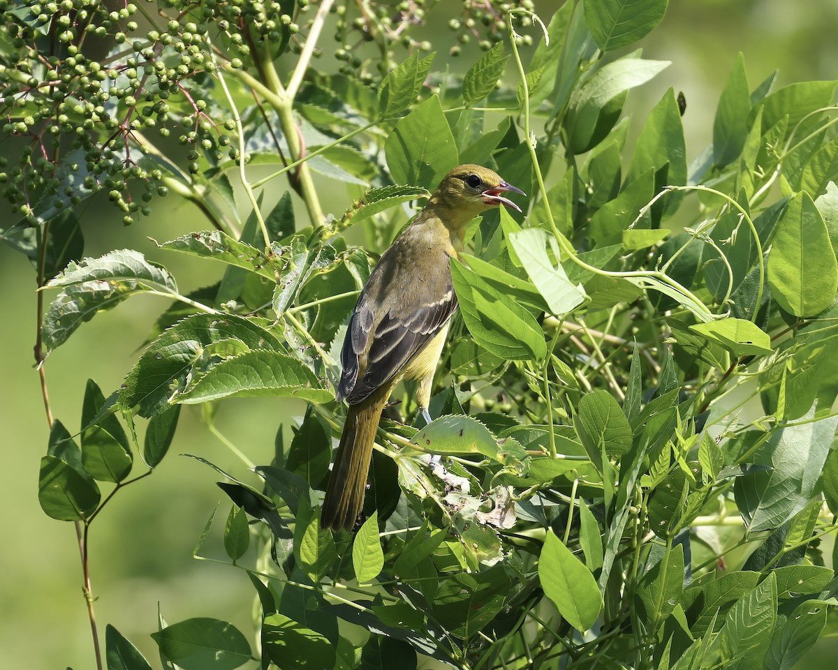 Orchard Oriole - ML621479399