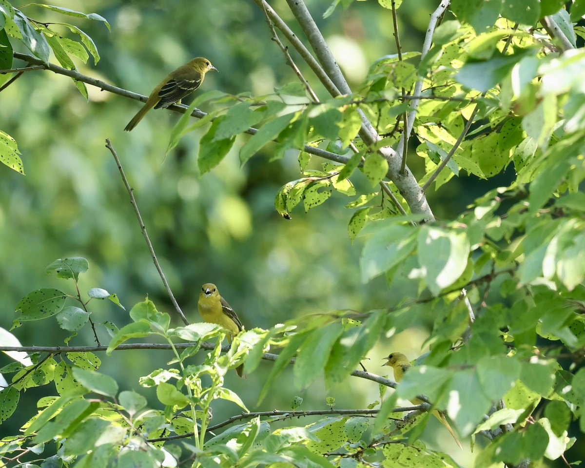 Orchard Oriole - ML621479400