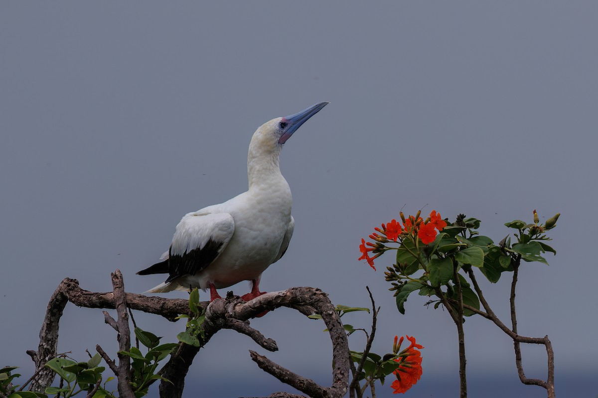 Red-footed Booby - ML621479442