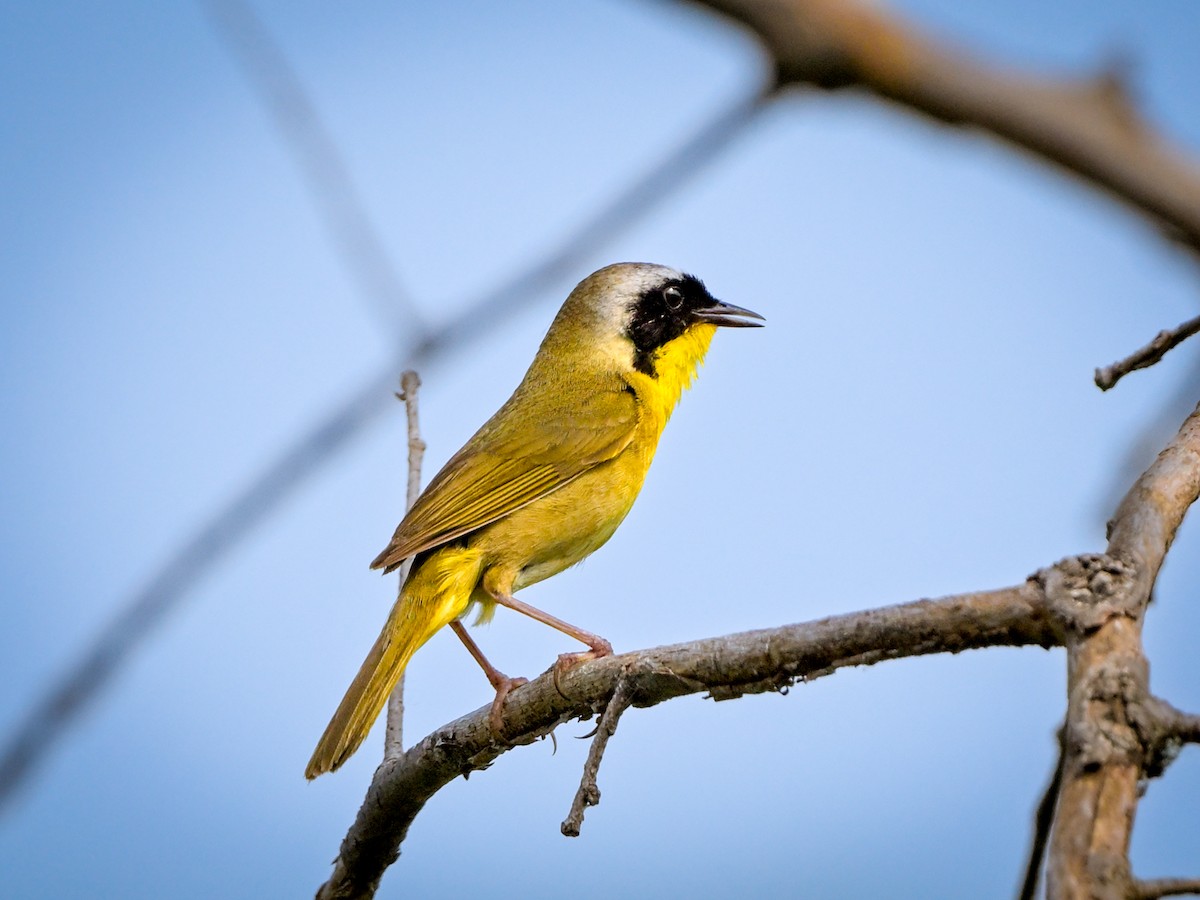 Common Yellowthroat - Myron Peterson