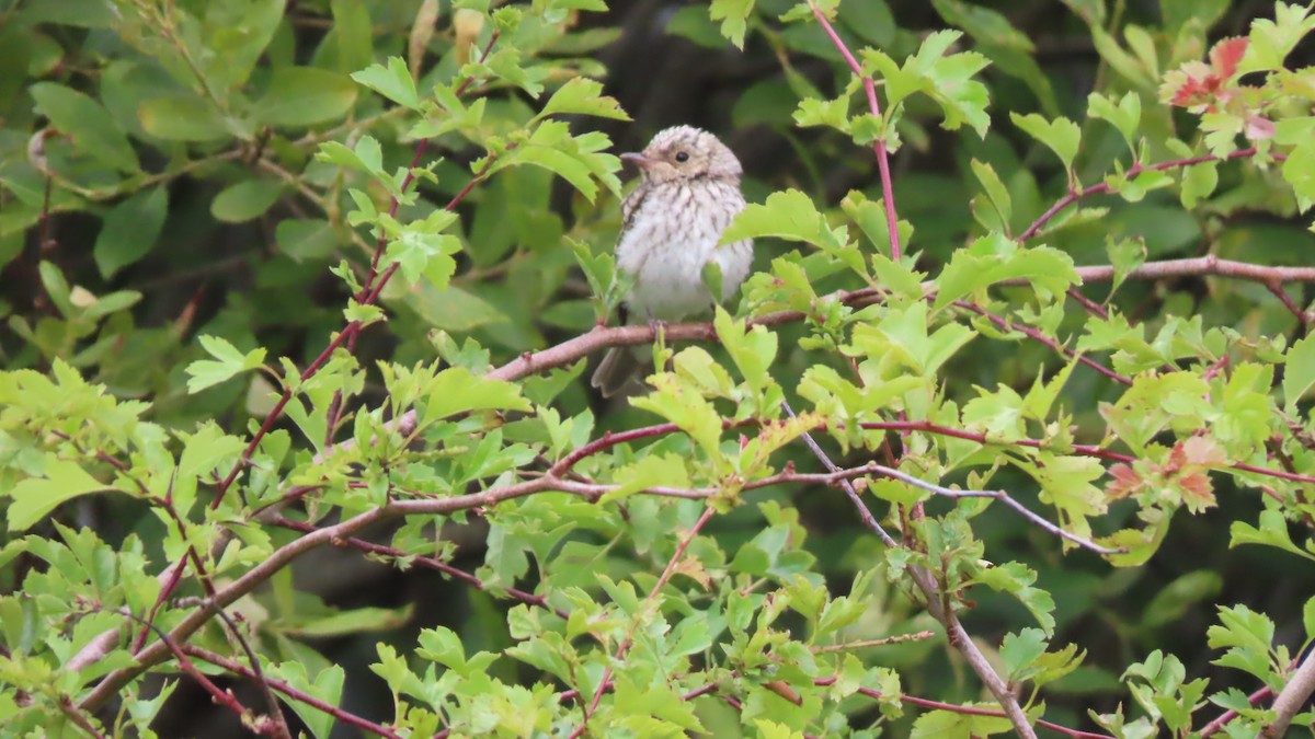 Spotted Flycatcher - ML621479521