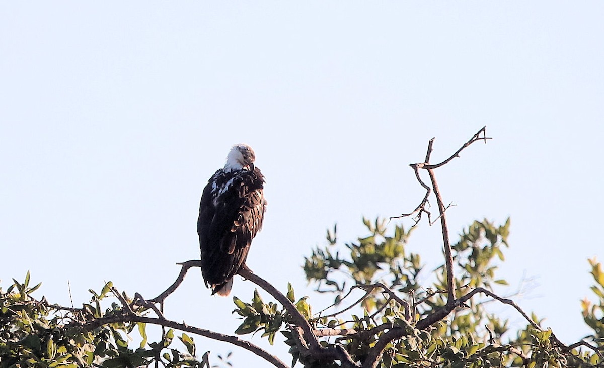 African Fish-Eagle - ML621479801