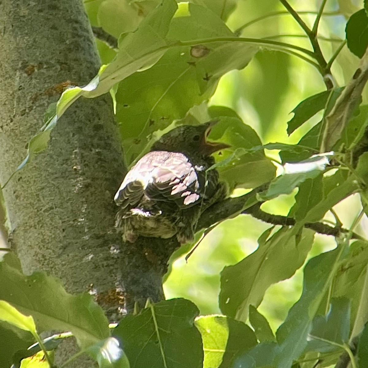 Brown-headed Cowbird - ML621479805