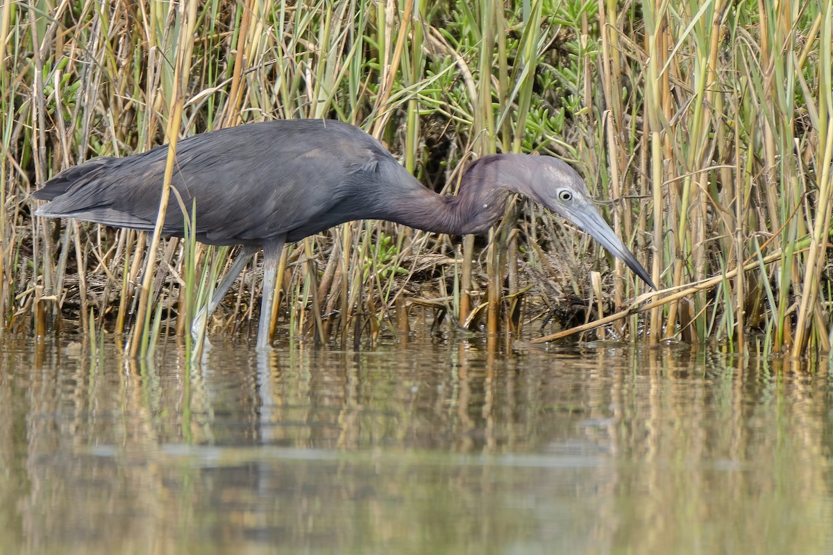 Little Blue Heron - ML621479812