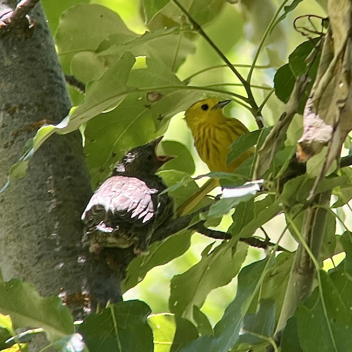 Yellow Warbler - ML621479815