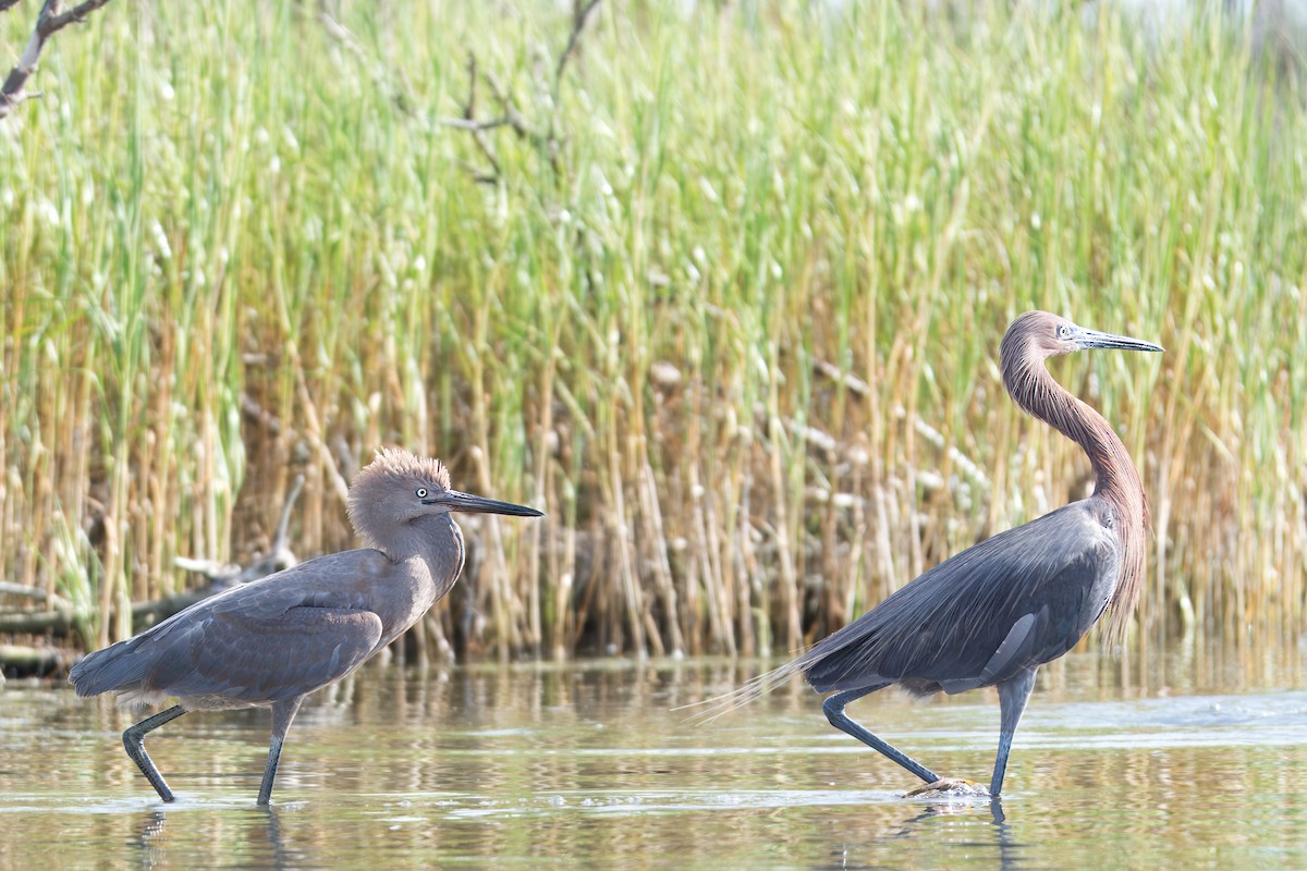 Reddish Egret - ML621479824