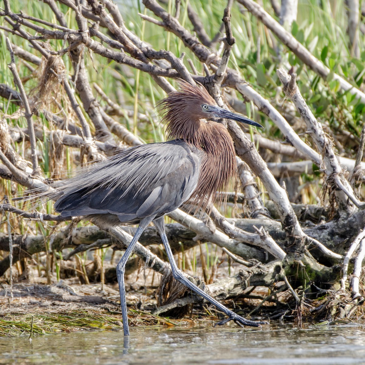 Reddish Egret - ML621479825