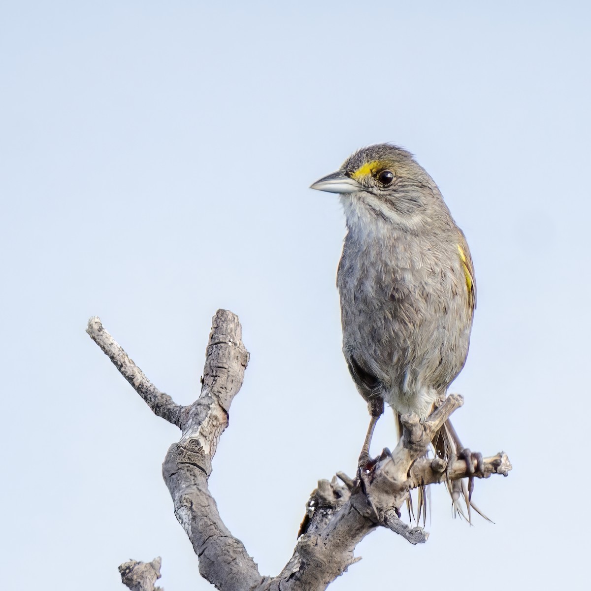 Seaside Sparrow - ML621479837