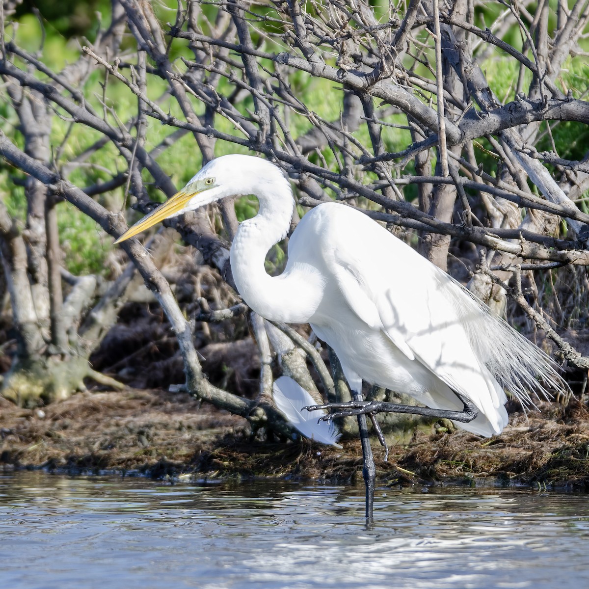 Great Egret - ML621479839