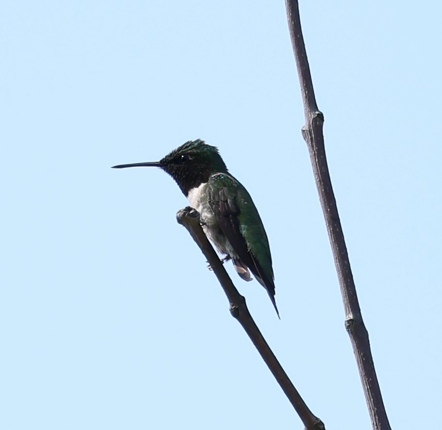 Ruby-throated Hummingbird - ML621479978