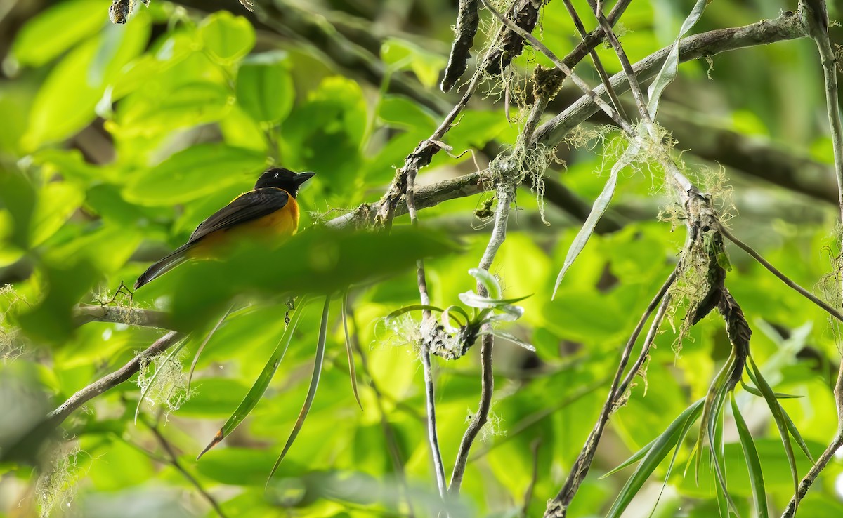 Fulvous Shrike-Tanager - ML621480011