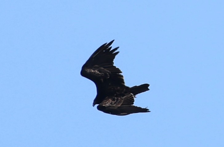 Turkey Vulture - ML621480016