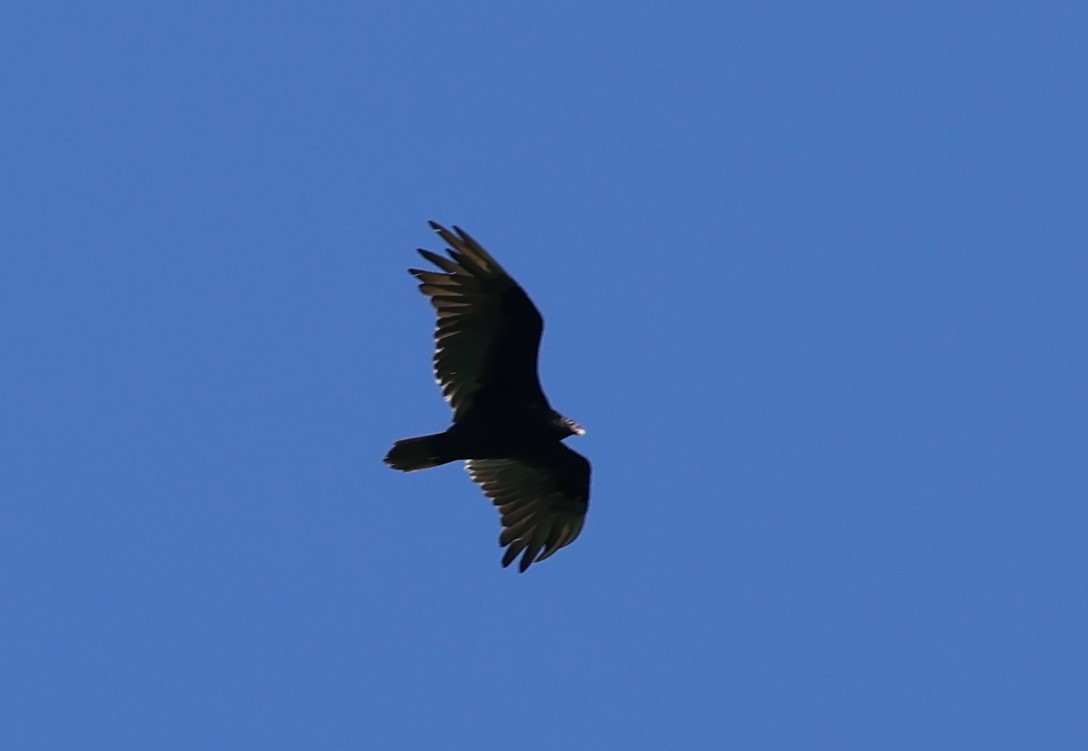 Turkey Vulture - ML621480017