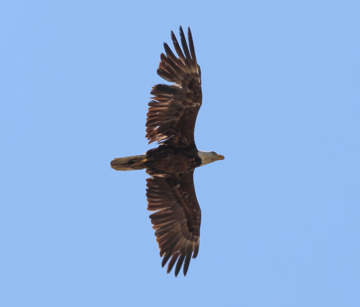 Bald Eagle - ML621480061