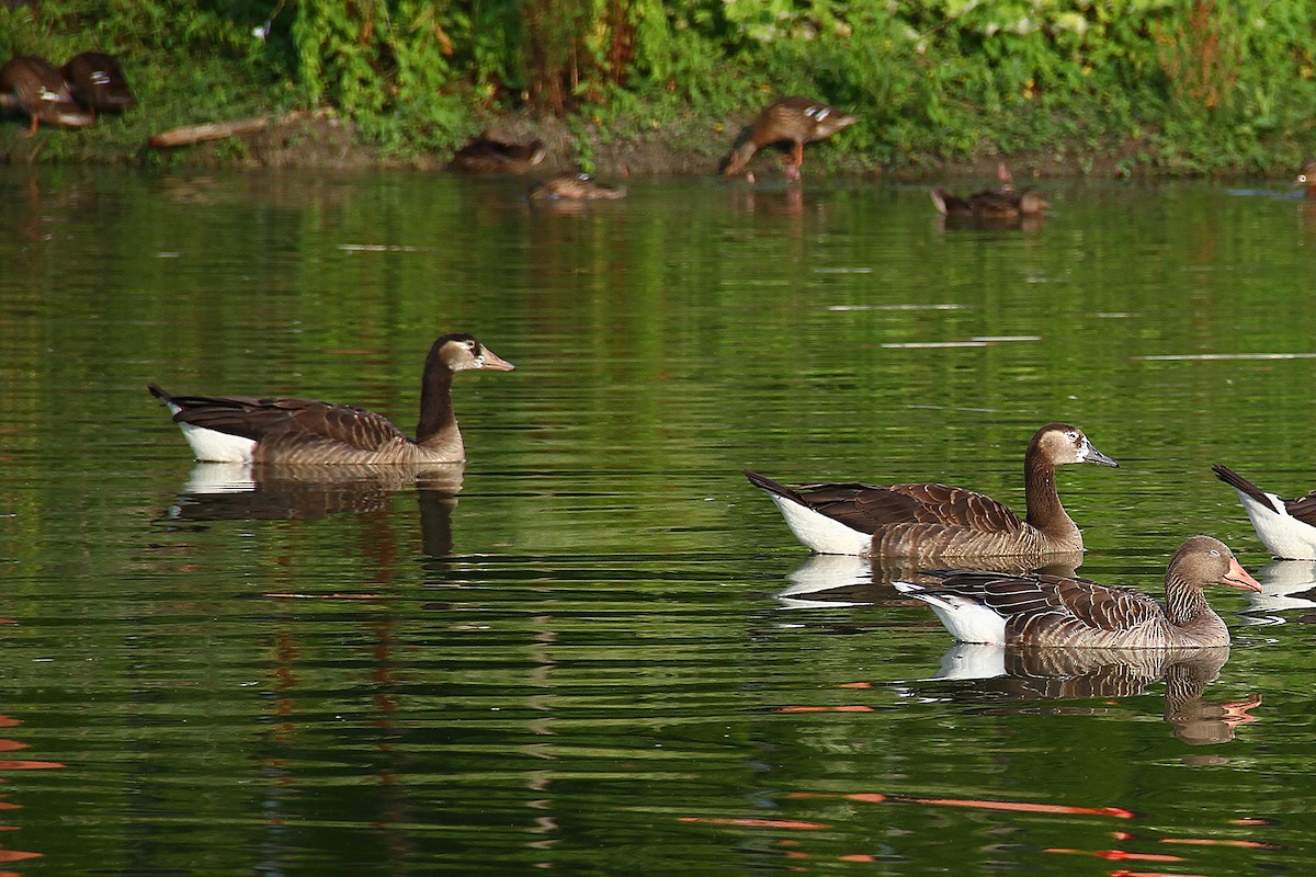 Graylag x Canada Goose (hybrid) - ML621480222