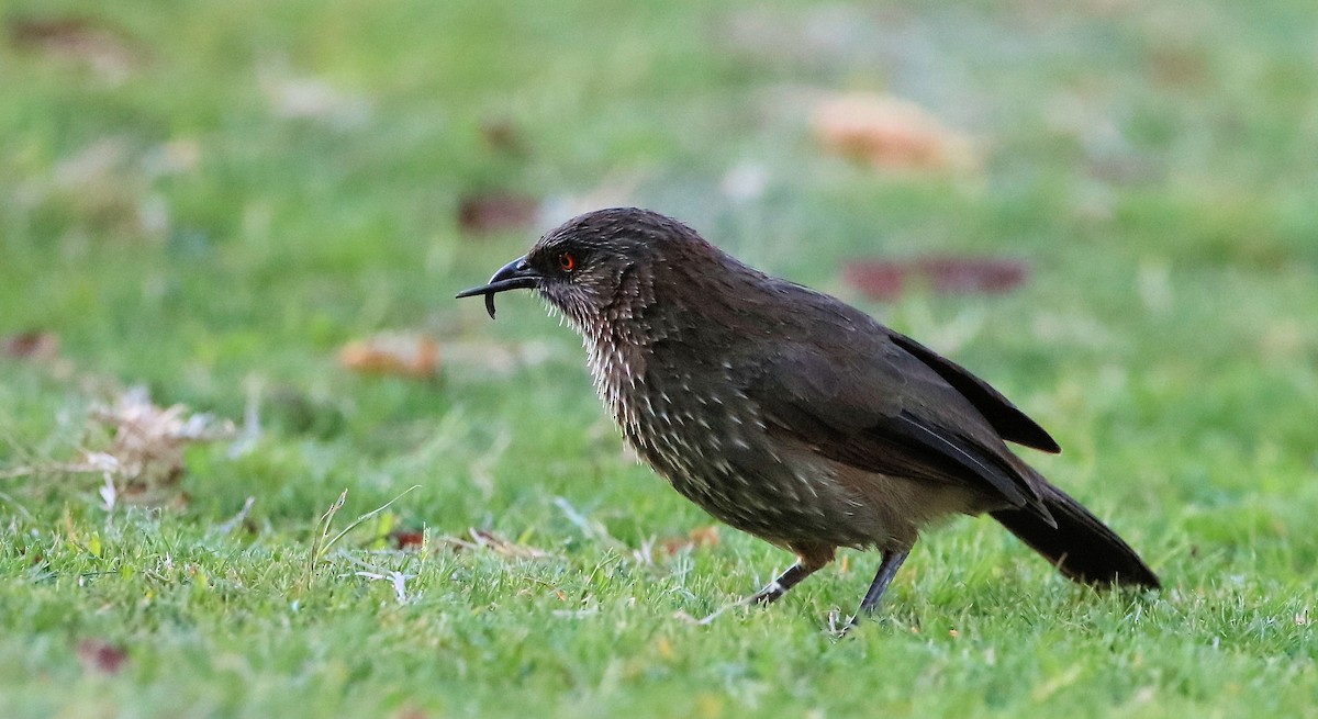 Arrow-marked Babbler - ML621480225