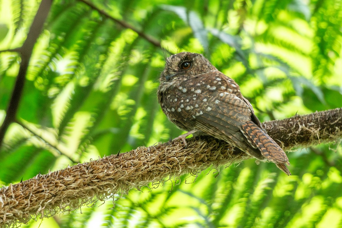 Mountain Owlet-nightjar - ML621480245