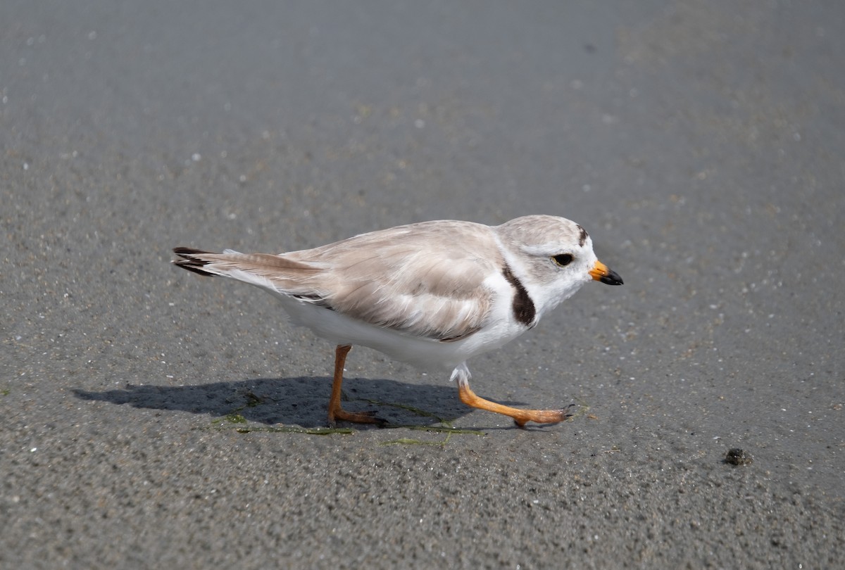 Piping Plover - ML621480250