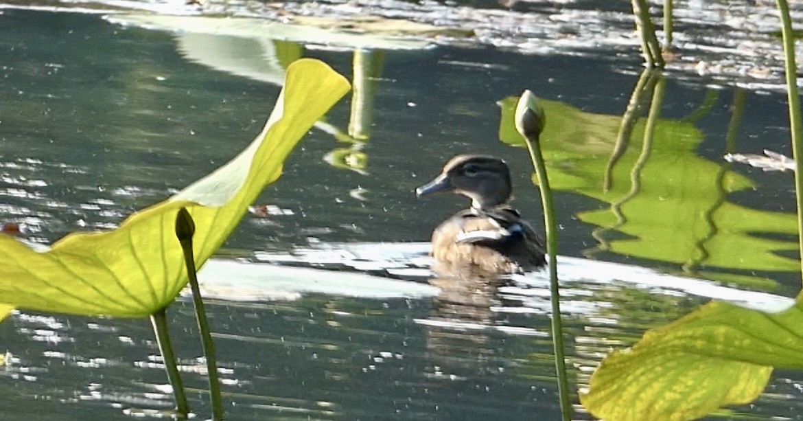 Wood Duck - ML621480276