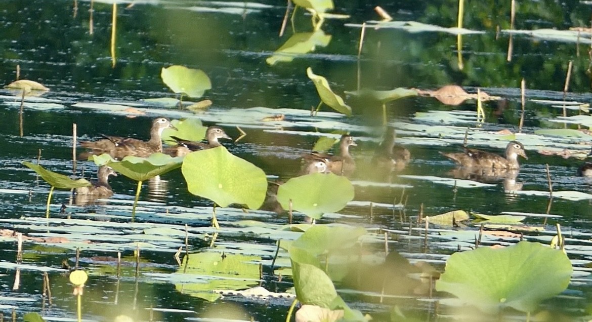 Wood Duck - Robert Pritt