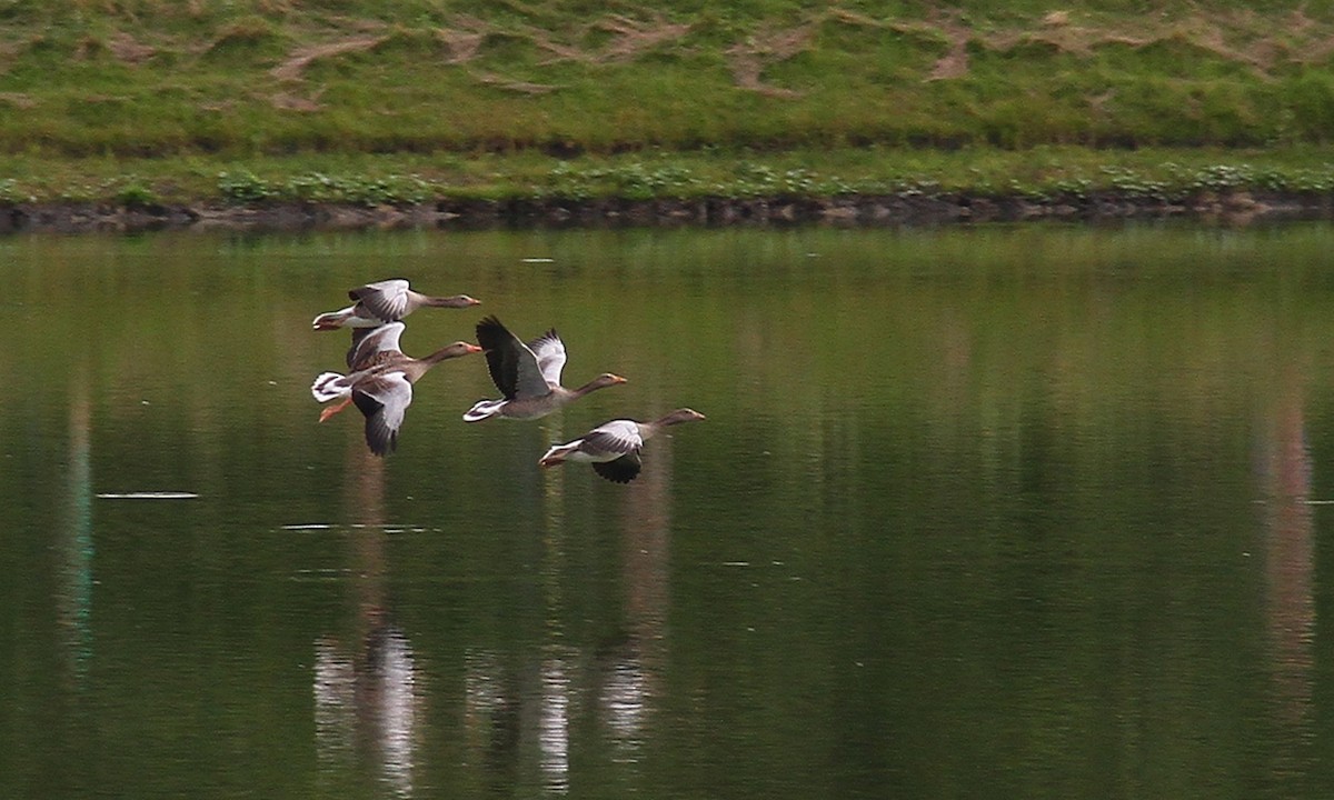 Graylag Goose - ML621480278