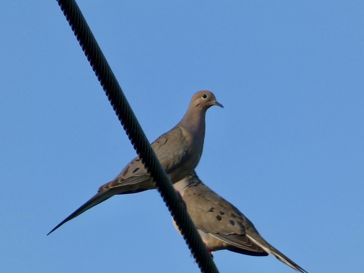 Mourning Dove - ML621480282