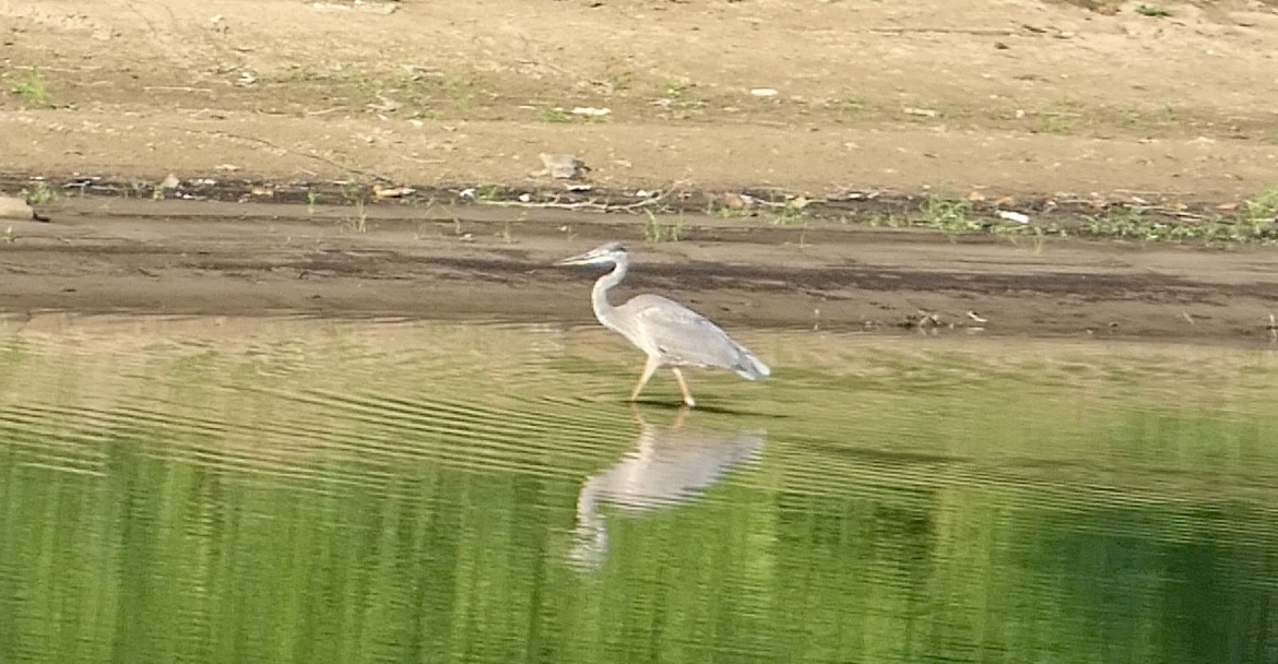 Great Blue Heron - ML621480294