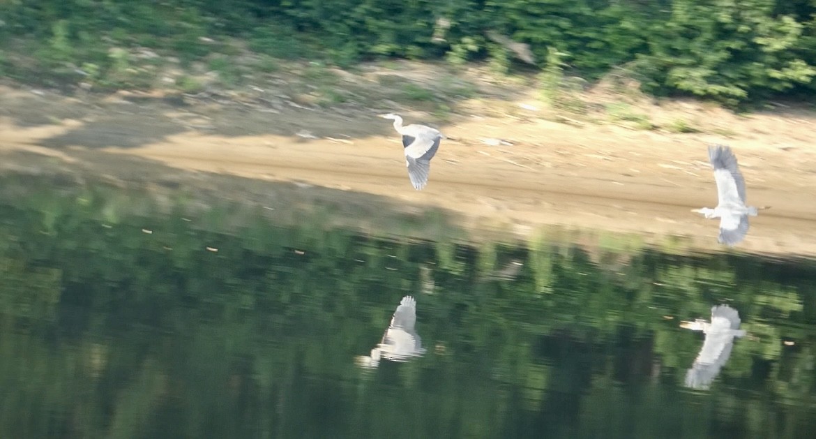 Great Blue Heron - ML621480295