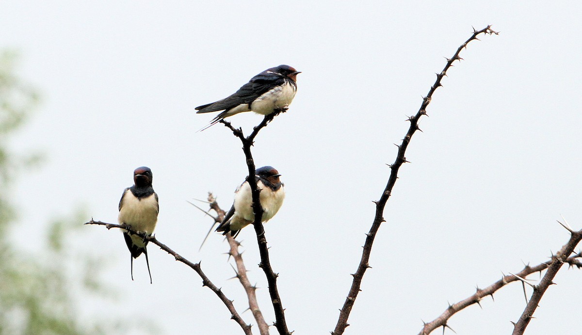 Barn Swallow - ML621480301