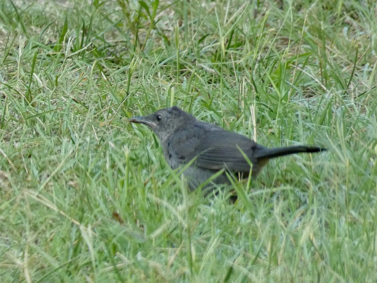 Gray Catbird - ML621480305