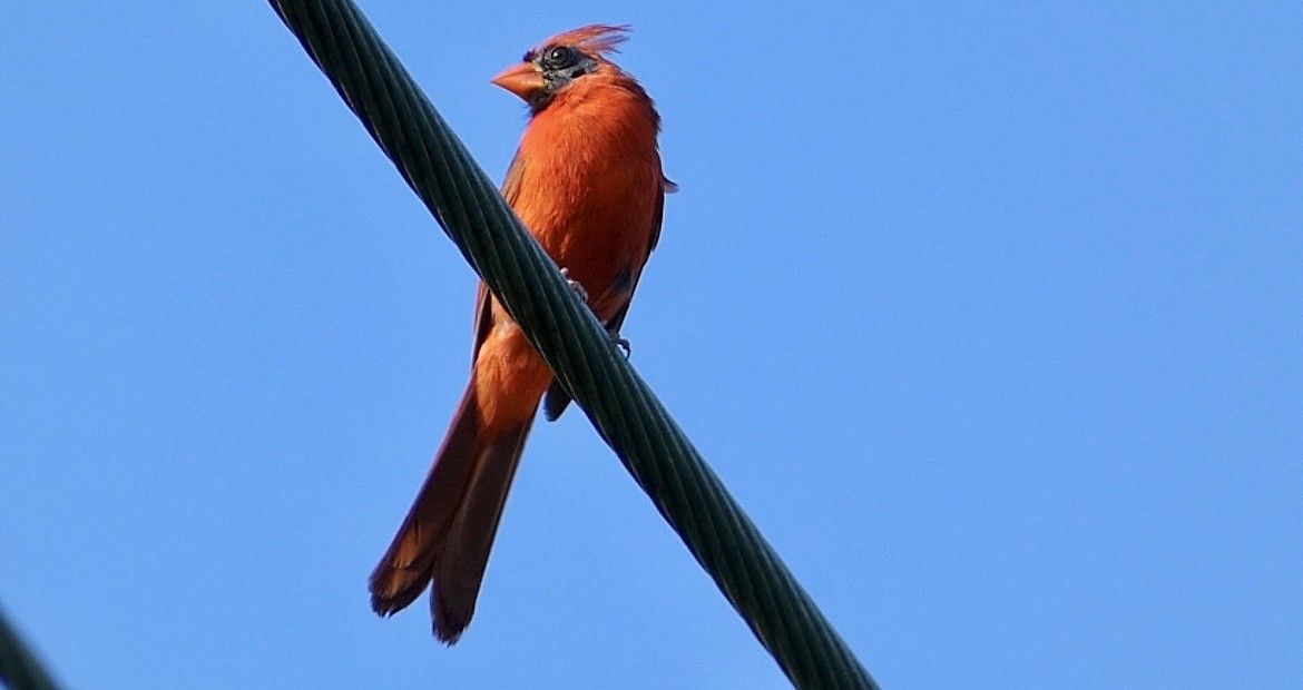 Northern Cardinal - ML621480326