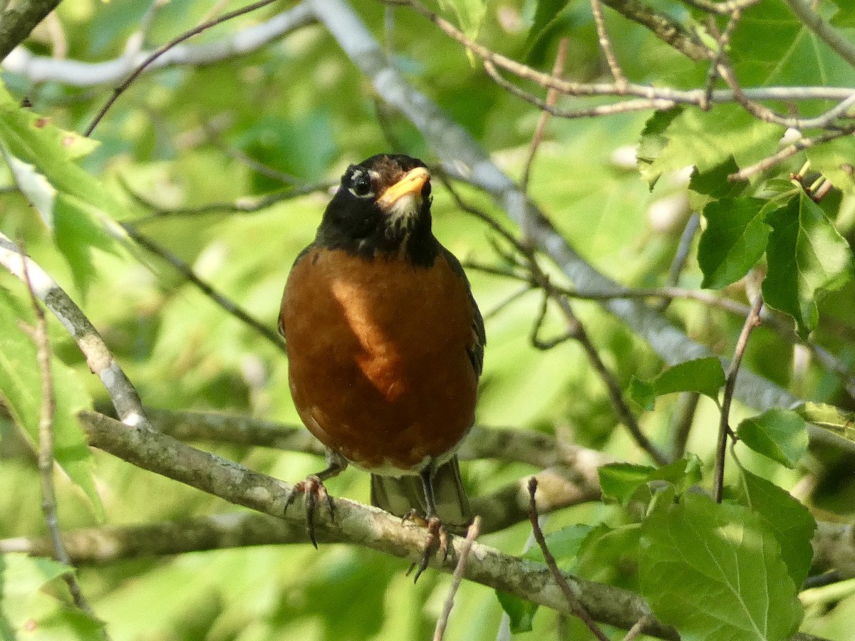 American Robin - ML621480331