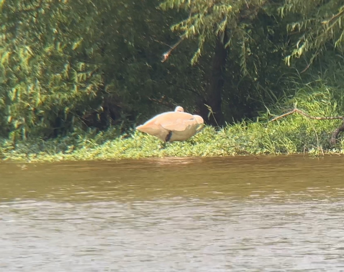 Cygne trompette - ML621480387