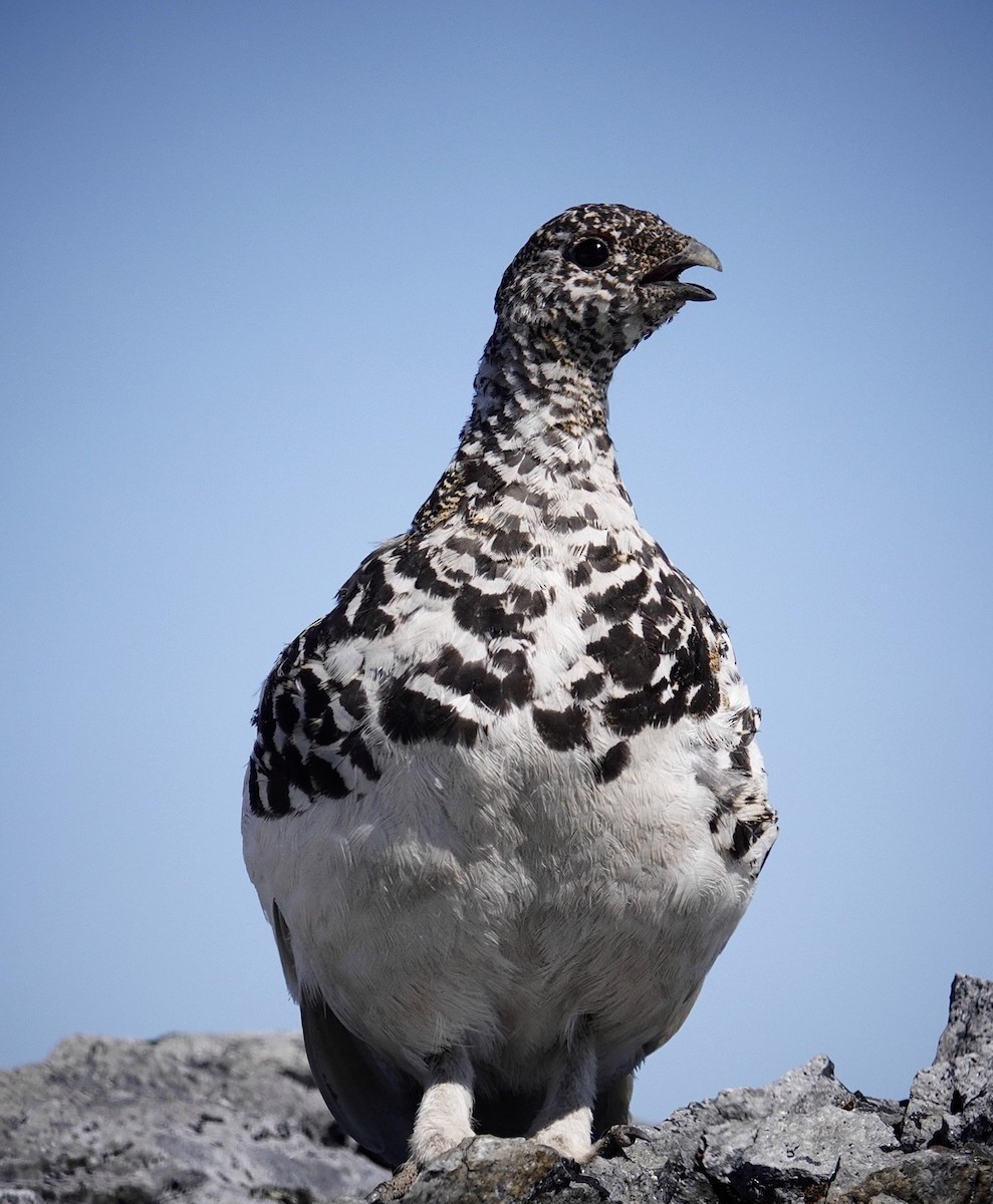 White-tailed Ptarmigan - ML621480450