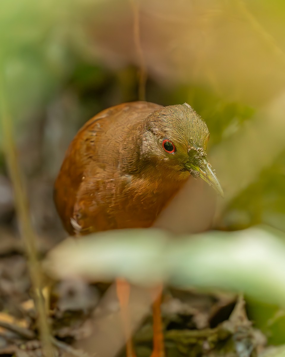 Uniform Crake - ML621480492