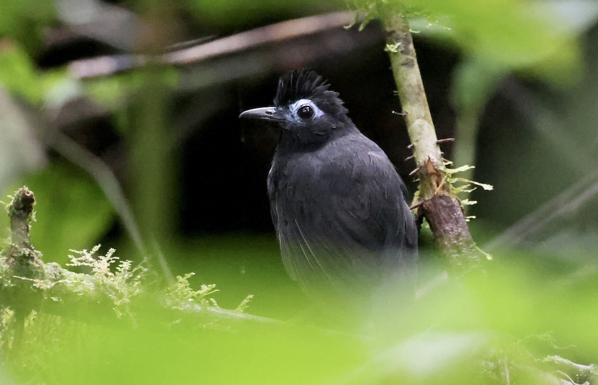 Sooty Antbird - ML621480585