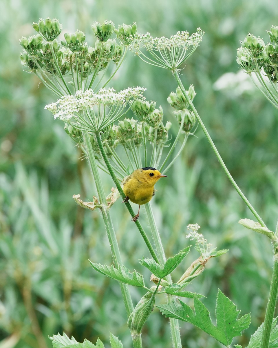 Wilson's Warbler - ML621480742
