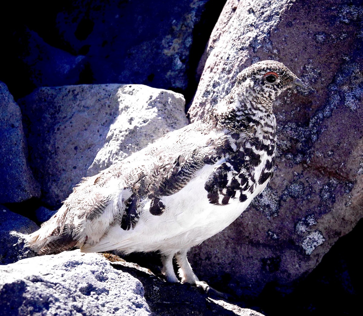 White-tailed Ptarmigan - ML621480802