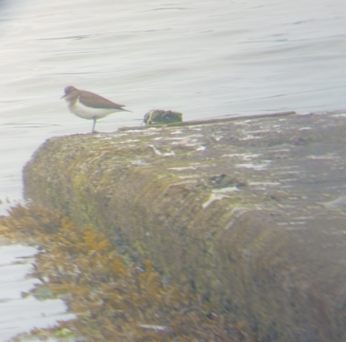 Common Sandpiper - Charlie Lyons