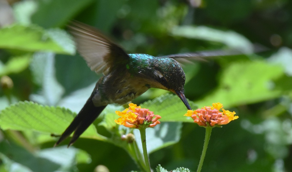 Golden-crowned Emerald - ML621480854