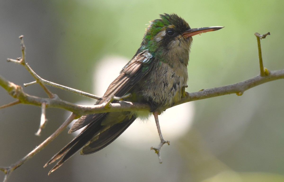 Golden-crowned Emerald - ML621480855