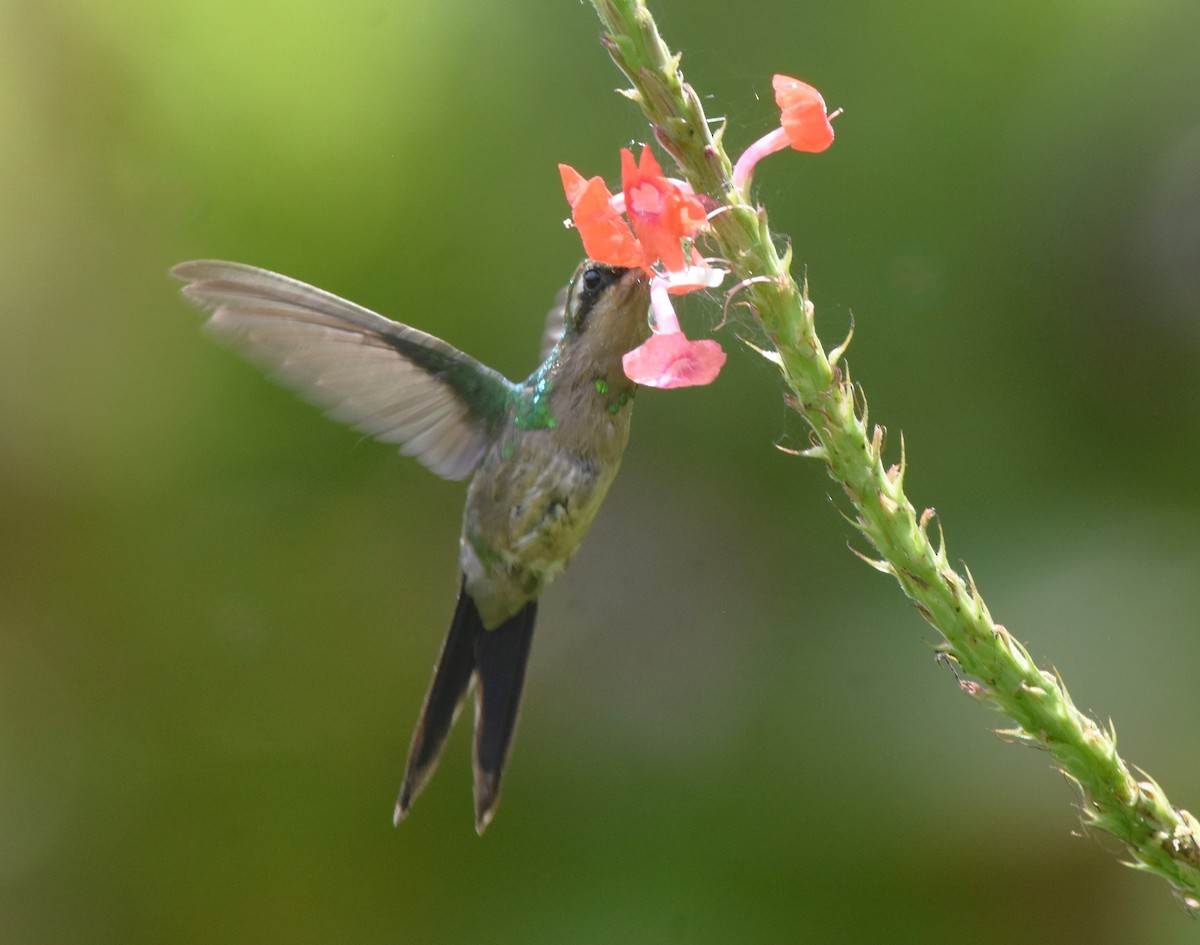 Golden-crowned Emerald - ML621480856